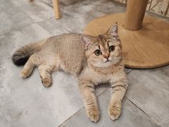-楼上猫咖(罗湖店)