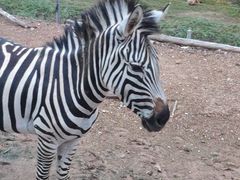 -清迈夜间动物园