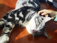 -猫小院猫主题咖啡厅(北锣店)