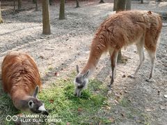 -昆山城市生态森林公园