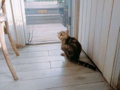 -海边的猫和咖啡馆