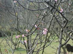 iphone_upload_pic-西湖茶墅