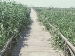 -哈素海