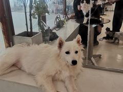 -共舞时光猫咖·狗咖(新街口店)