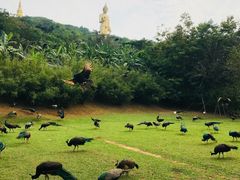 -西双版纳勐泐文化旅游区