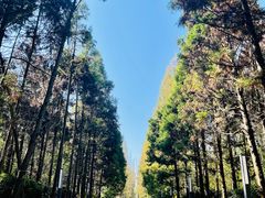 -东平国家森林公园