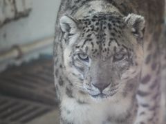 -青藏高原野生动物园