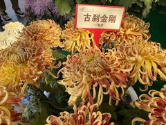 -清明上河园-迎宾门售票处