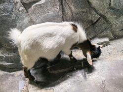 -Zoolung Zoolung动物主题公园(海信广场店)