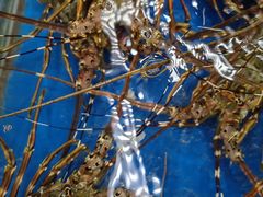 -岳各庄批发市场(西四环中路店)