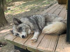 -宫城藏王狐狸村