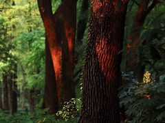 -上海共青森林公园