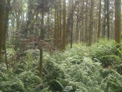 -象山森林公园