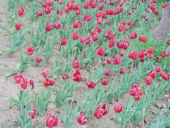 -长春公园(普阳街道)