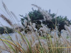 -眉山湿地公园(东坡区)