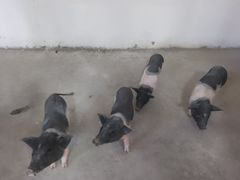 -新疆天山野生动物园