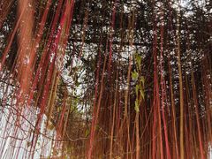 -尚果生态采摘园