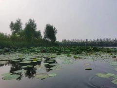 -白洋淀景区