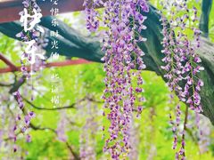 -嘉定紫藤园