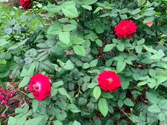 -人民公园(罗湖区)