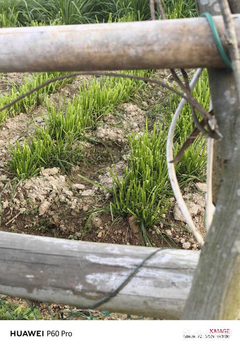大姆山草场图片