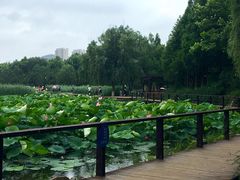 -前关湿地公园