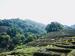 -中国茶叶博物馆(双峰馆区)
