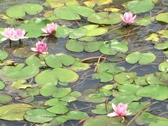 -武汉紫薇都市田园