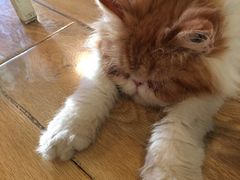 -Cappucimeow猫咪咖啡馆(韦伯时代店)