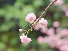 -天适樱花悠乐园