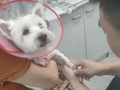 -利又安动物医院··老年病·猫科犬科·中兽医