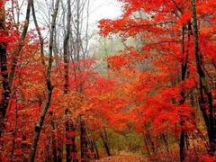 -庆岭迎宾园正宗活鱼馆