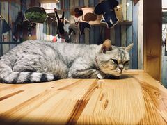-小时光咖啡馆(开森度假森林店)