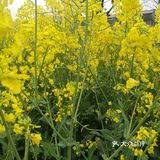 田字格局，一亩接一亩，到外都是。这个季节油菜花开的真快