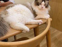 -滚猫咖啡·猫咖·猫友好撸猫(未来城店)