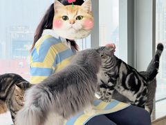 -Catmate·猫肥家润(金润铂宫店)