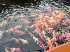 -香麒园·过桥米线·南湖雅宴