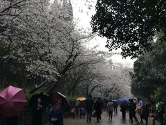 -武汉大学-樱园