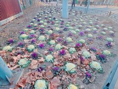 -大兴滨河森林公园