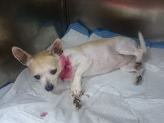 -爱侣宠医·鹦鹉专科·小型哺乳类·异宠专科(灵石路店)