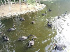 景点-长白岛森林公园