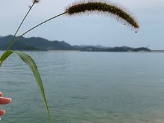 -望湖烤鱼