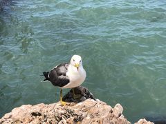 -海驴岛(荣成市)