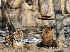 -北京野生动物园