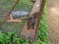 -五营红松林海景区