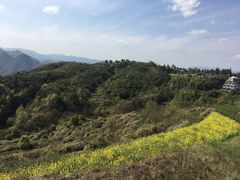 -桑洲油菜花景区