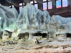 -帝企鹅自助餐厅•儿童岛•真企鹅(长隆企鹅酒店)