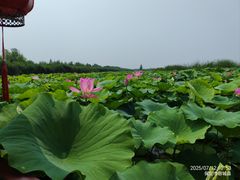 -白洋淀景区