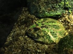 -暹罗海洋世界