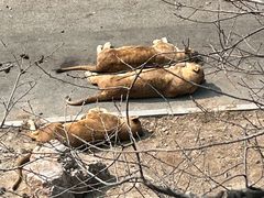 -大连森林动物园